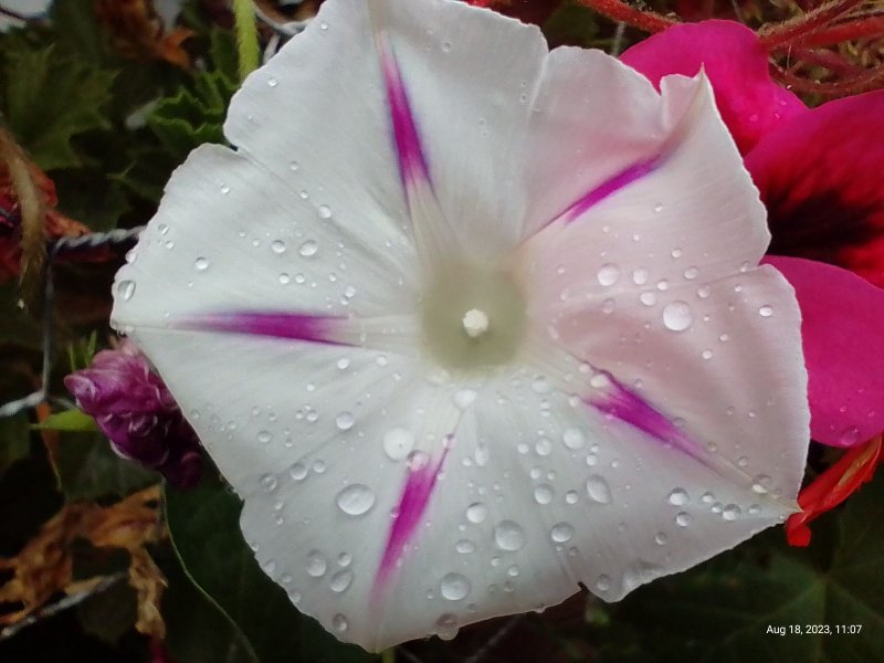 Morning Glory with raindrops on balcony 18th August 2023 005 (Macro).jpg