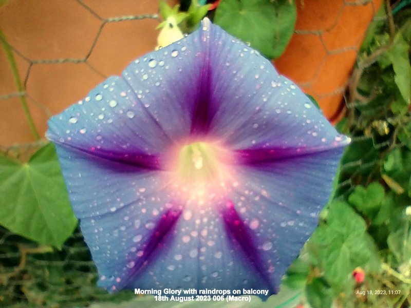 Morning Glory with raindrops on balcony 18th August 2023 006 (Macro).jpg