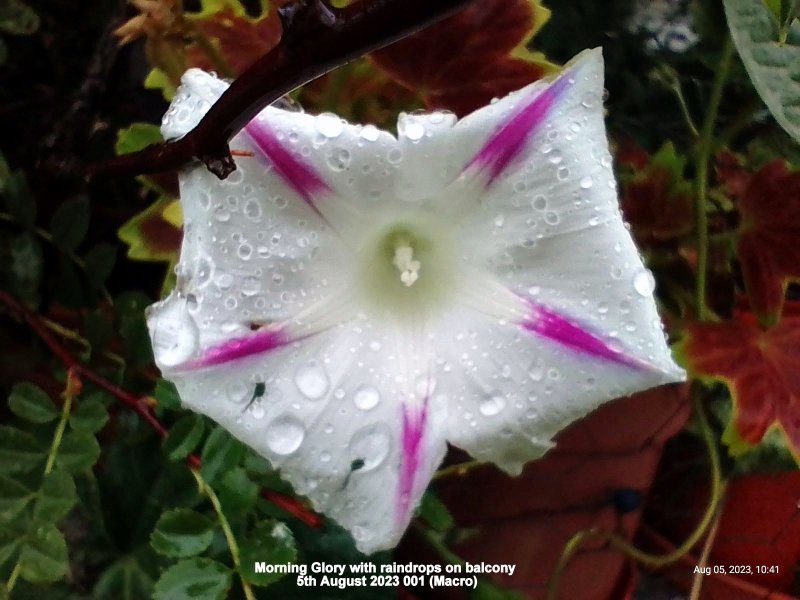 Morning Glory with raindrops on balcony 5th August 2023 001 (Macro).jpg