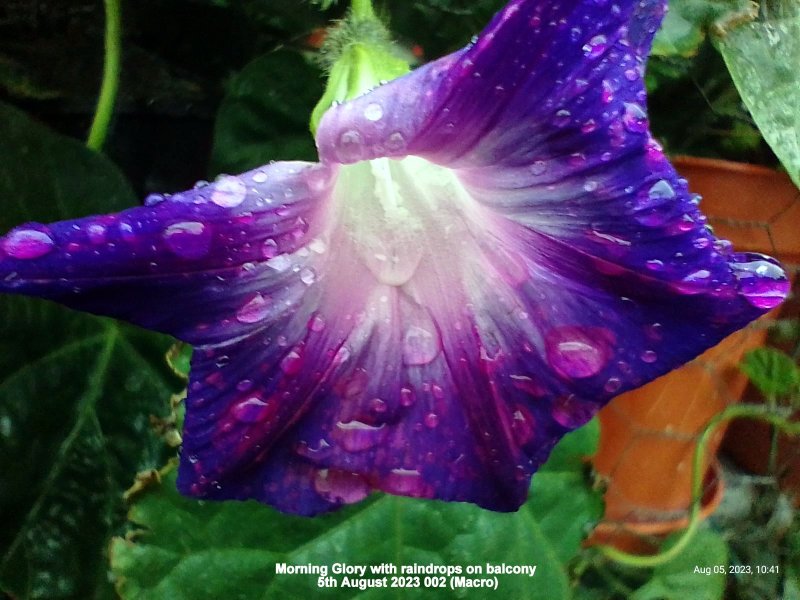 Morning Glory with raindrops on balcony 5th August 2023 002 (Macro).jpg