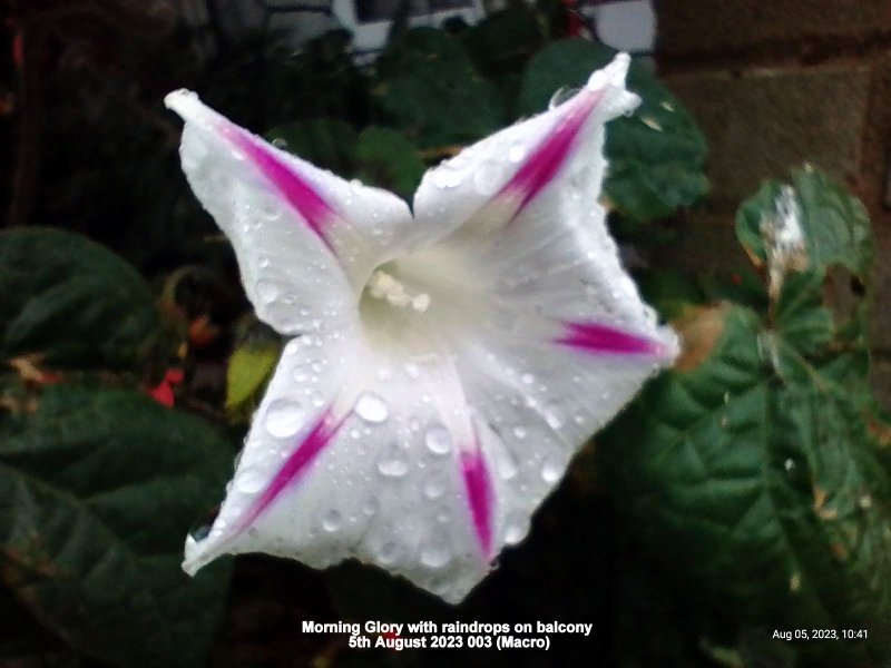 Morning Glory with raindrops on balcony 5th August 2023 003 (Macro).jpg