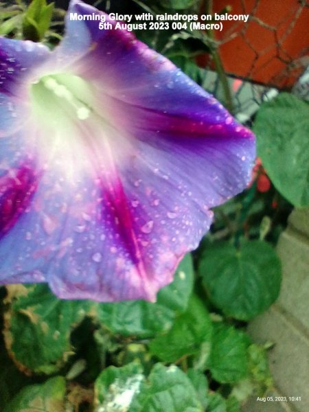 Morning Glory with raindrops on balcony 5th August 2023 004 (Macro).jpg