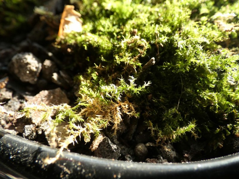 Moss 01  03 - small.jpg