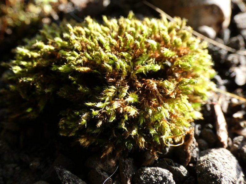 Moss 03  02 - small.jpg