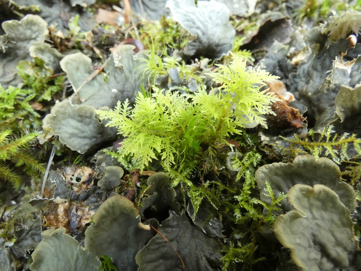 mosses  01 - small.jpg