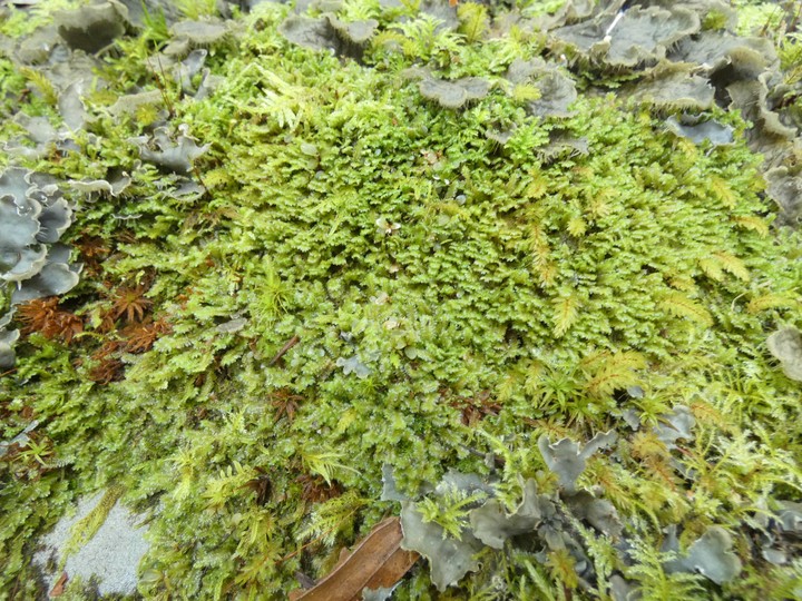 mosses  02 - small.jpg