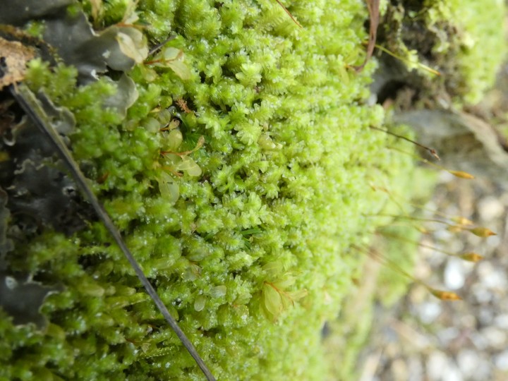 mosses  03 - small.jpg