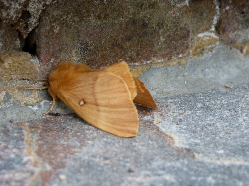 Moth  in house and garden 27 July 2012 002.JPG