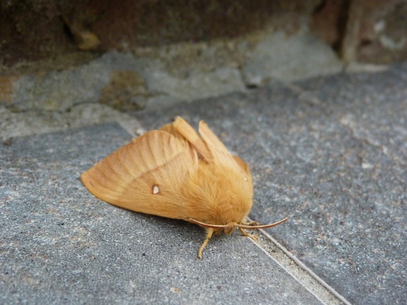 Moth  in house and garden 27 July 2012 003.JPG