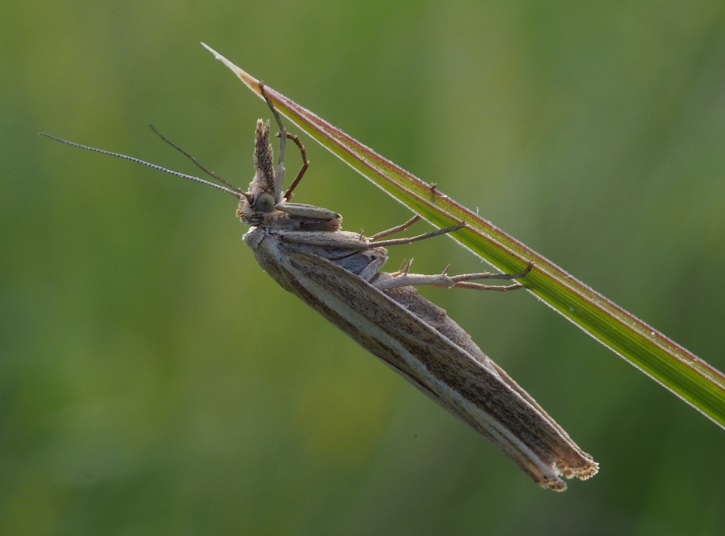 moth on grass leaf.jpg