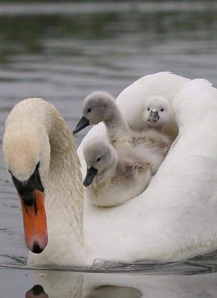 Mother and Babes Swan.jpg