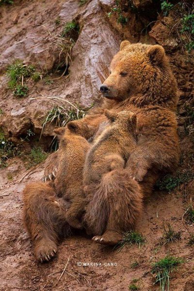 Mother & Chikd Bear.jpg