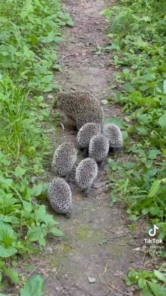 Mother Hedgehog.jpg