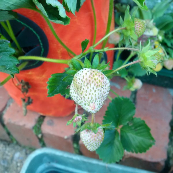 mouldy strawberry.jpg