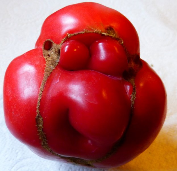 mr tomato head.jpg