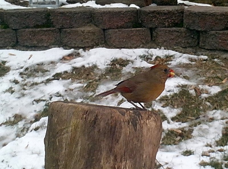 Mrs. Cardinal.jpg