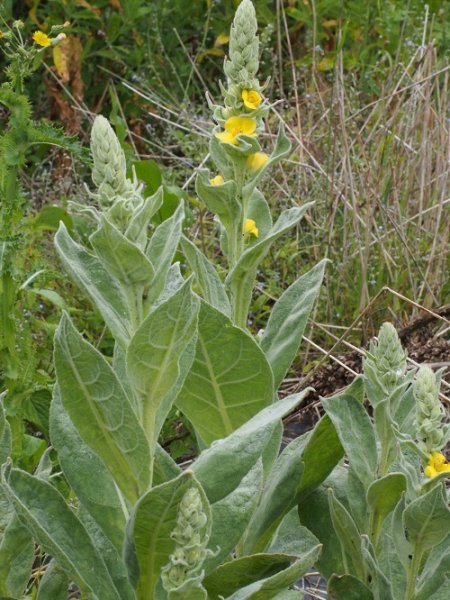 mullein.jpg