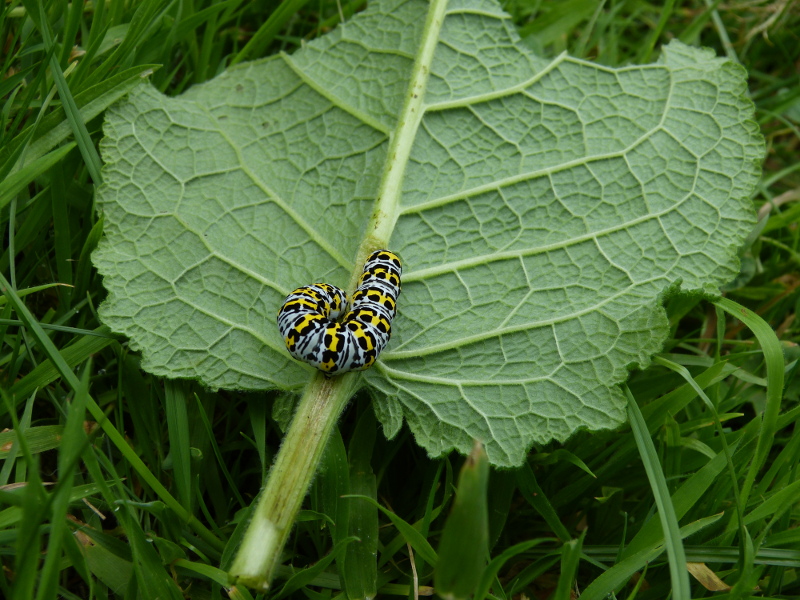 Mullein moth caterpillar.JPG