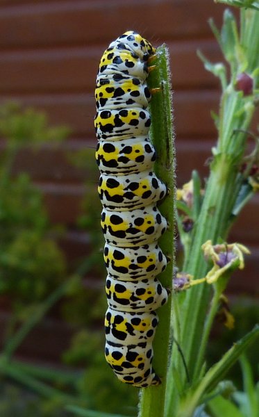 Mullein moth, Cucullia verbasci 2.jpg