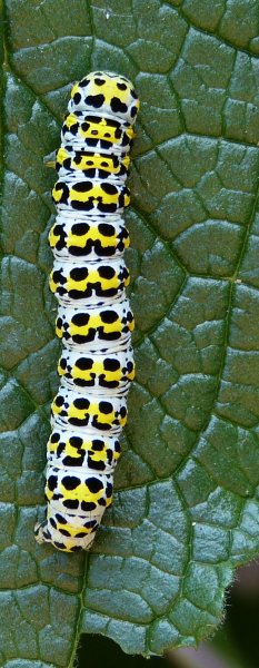 Mullein moth, Cucullia verbasci.JPG