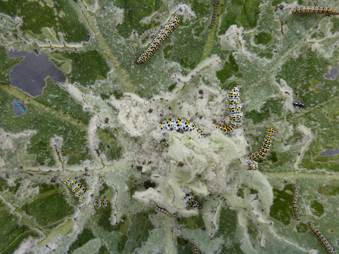 mullein moth1 2015.jpg