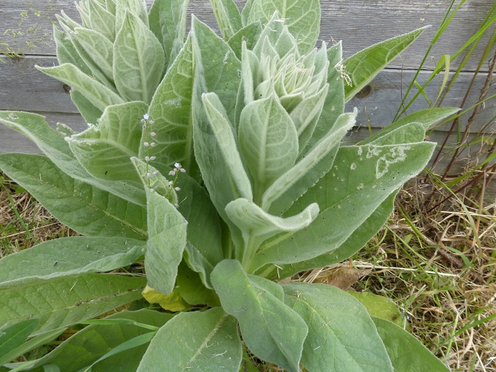 mullein moth2 2015.jpg