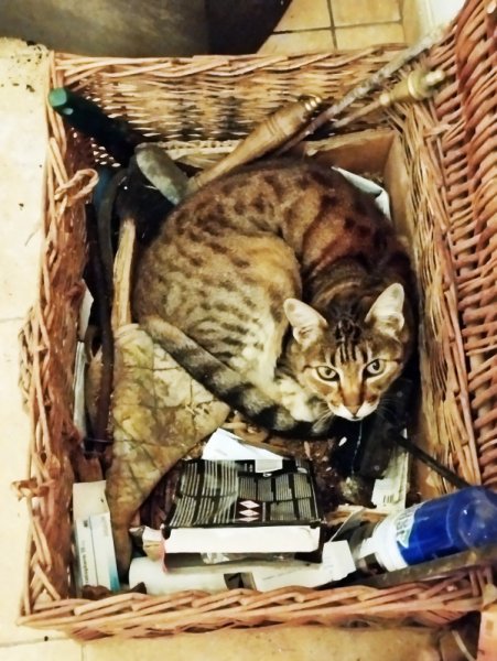 Munch in Basket 25 Nov 23.jpg