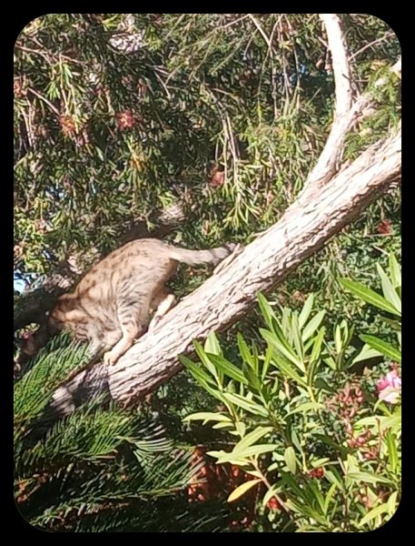 Munchkin in Melaleuca 12 May 23.jpg