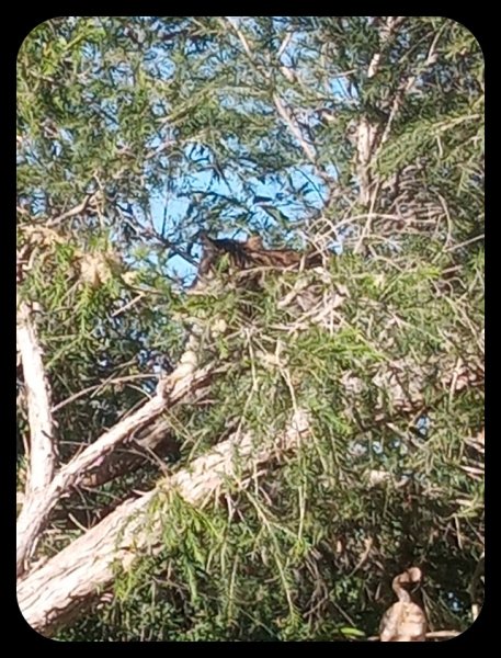 Munchkin in Melaleuca2 12 May 23.jpg