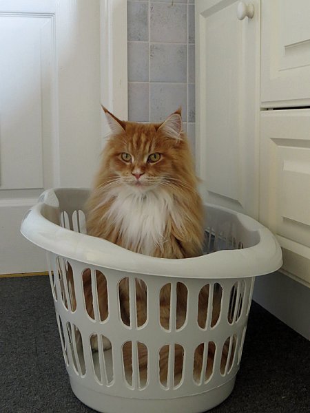 Murphy-washing-basket.jpg