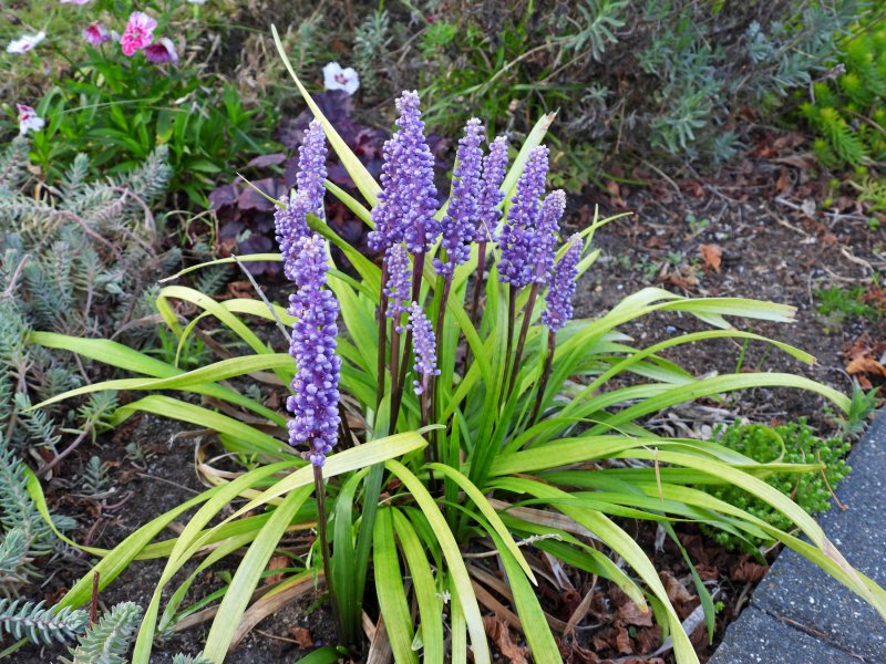 muscari.JPG