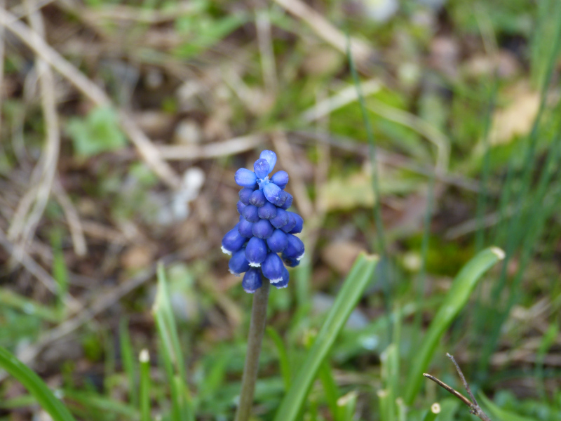 Muscari leucostomum,.JPG