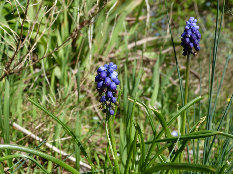 Muscari leucostomum.JPG