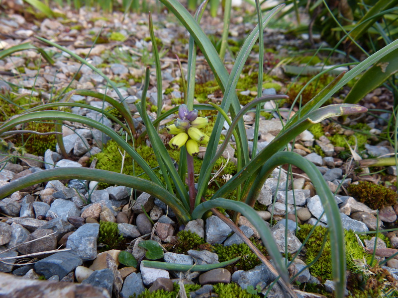 Muscari macrocarpum 5.JPG