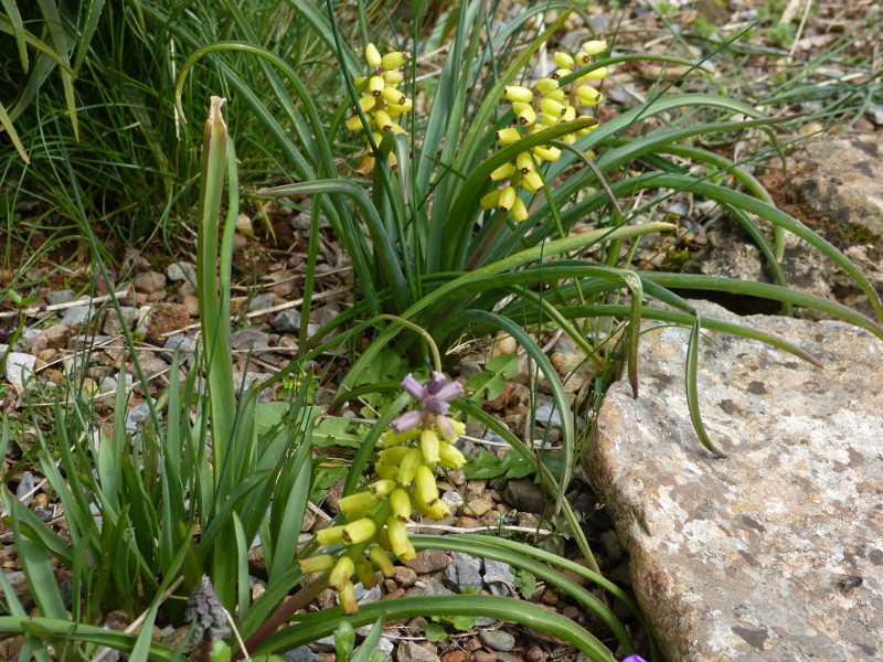 Muscari macrocarpum.JPG