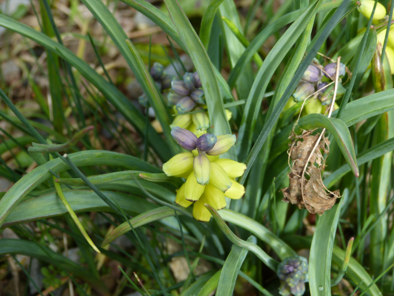 Muscari macrocarpum.JPG