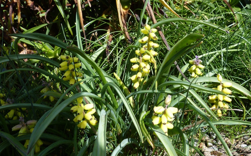 Muscari macrocarpum.JPG