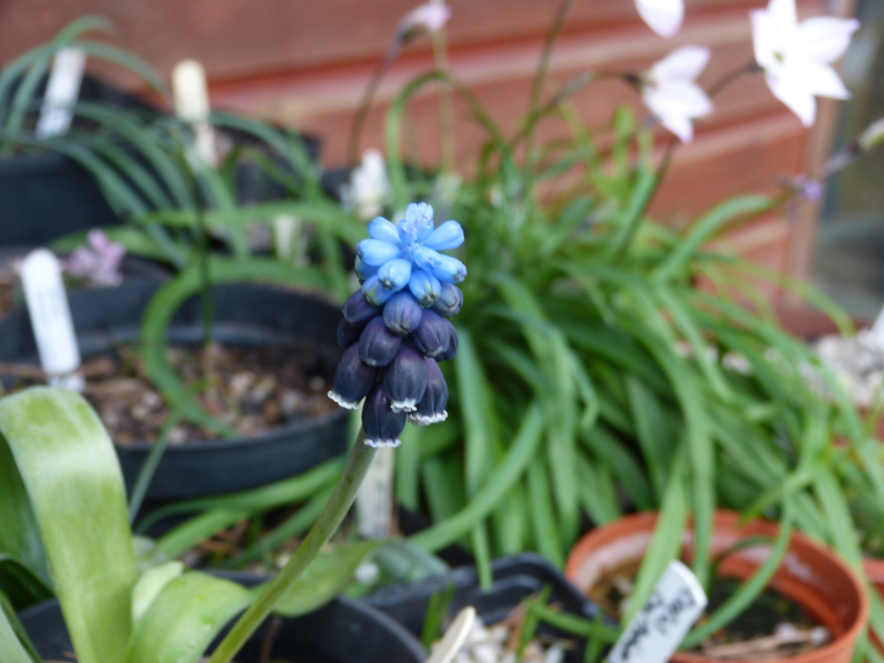 Muscari neglectumi.JPG