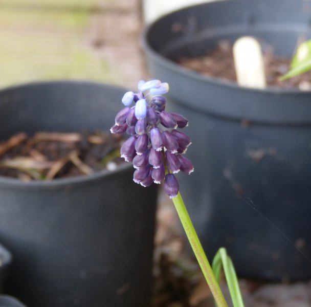 Muscari pulchellum.JPG