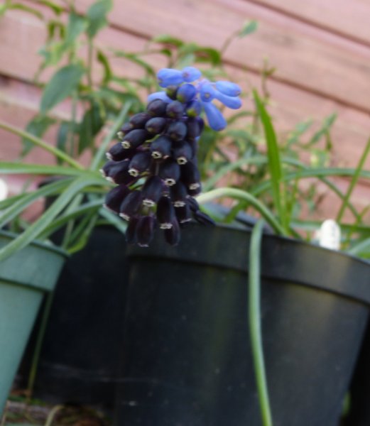 Muscari pulchellum pulchellum.JPG