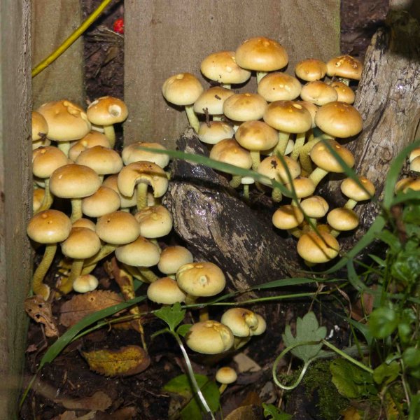 Mushrooms-1.jpg