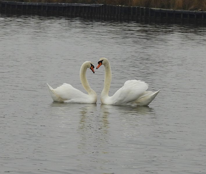 Mute Swans 2.JPG