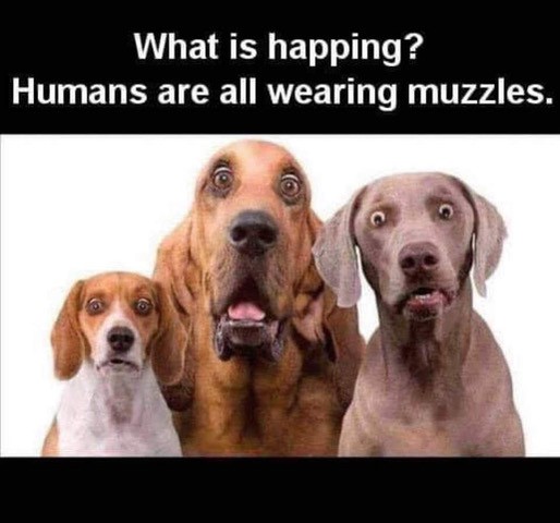 Muzzles.jpg