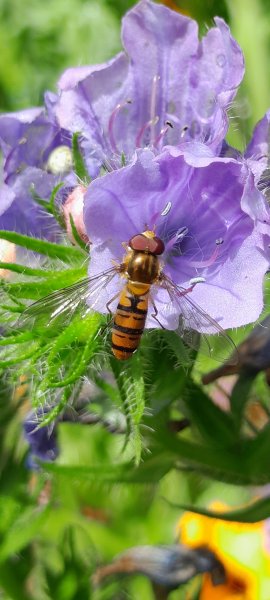 My wildlife garden.jpg