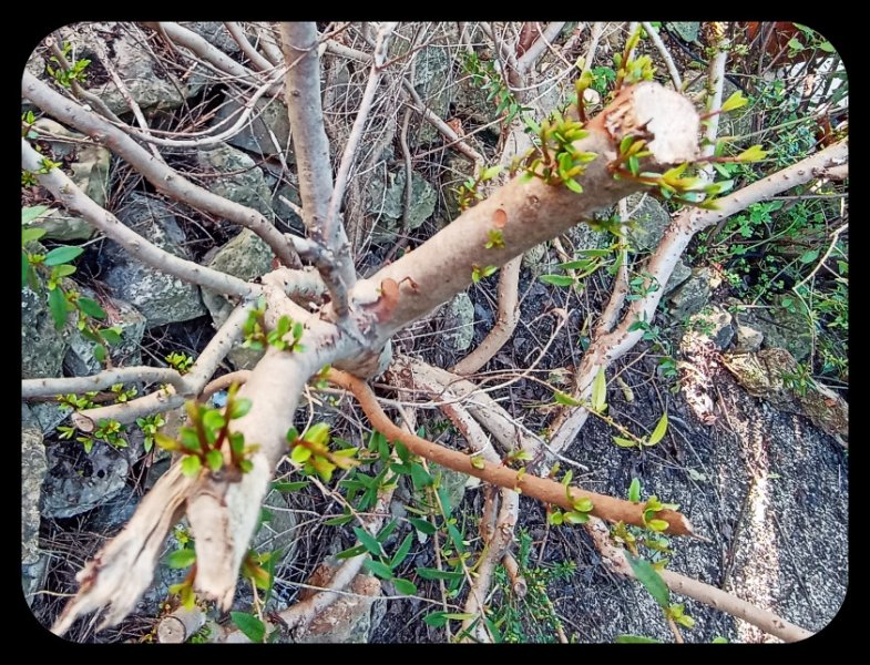 Myrtus New Growth 4 Jan 23.jpg