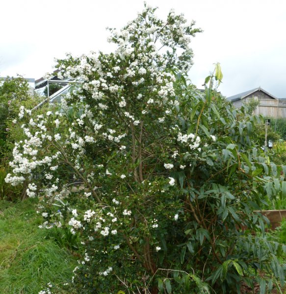 Myrtus paraguayensis.JPG