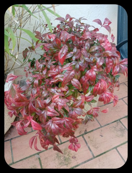 Nandina 22 Feb 23.jpg