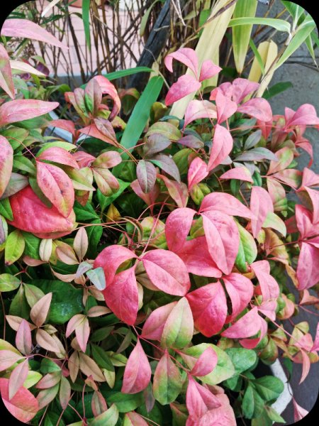 Nandina 7 Oct 23.jpg