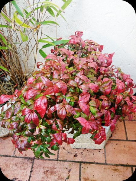 Nandina .jpg