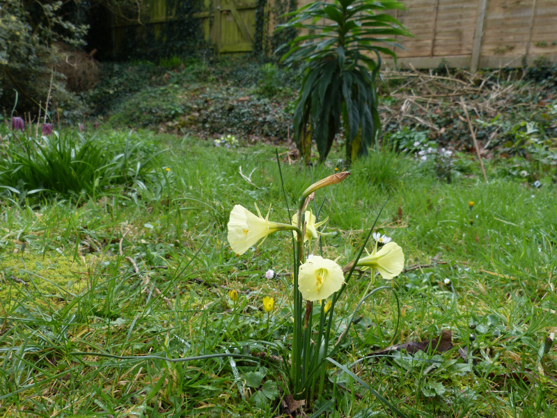 Narcissus bulbocodium 2.JPG